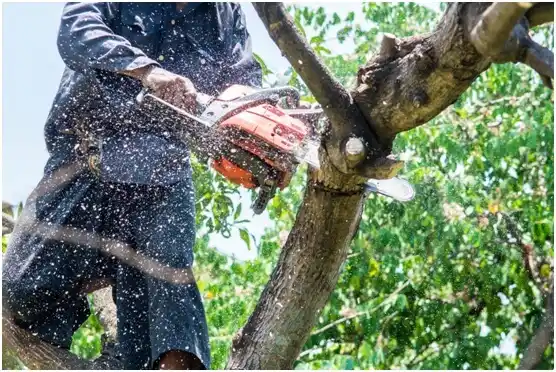 tree services Llano Grande